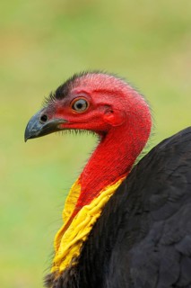 Big-footed chicken