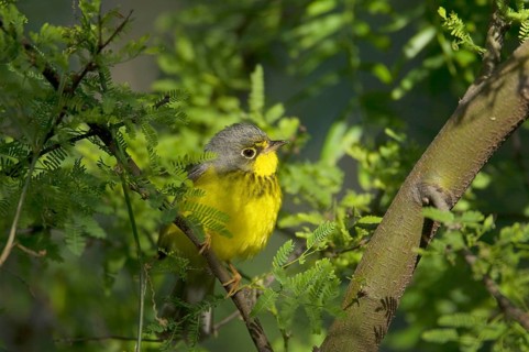 Canada warbler