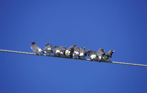 White-breasted woodswallow