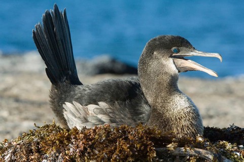 Flightless cormorant
