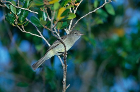 Caribbean caribbean elaenia