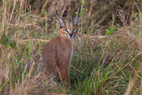 Caracal