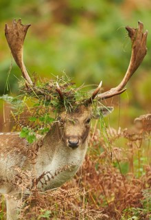 Fallow deer