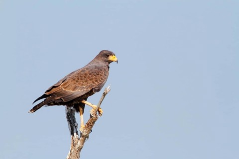 Cuban Black Hawk