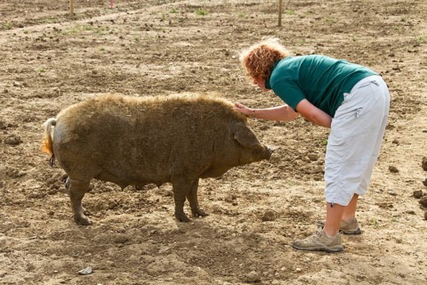 Person with Mangalitsa sow
