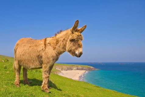 Donkey