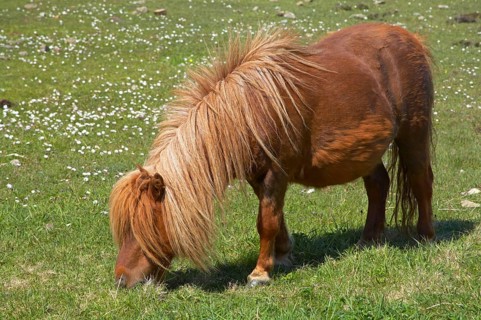 Shetland Pony
