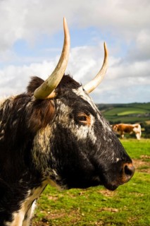 Domestic cattle
