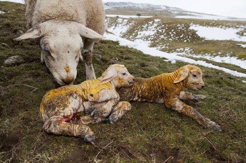 Domestic Sheep