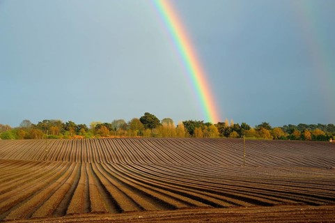 Rainbow over trees and arable field with furrows