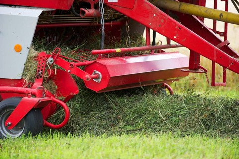 Silage crop