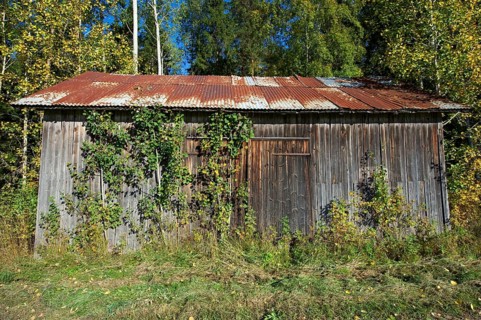 Overgrown disused wooden barn with rusted corrugated iron roof