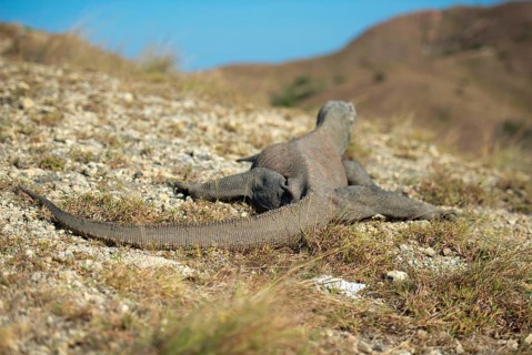 Komodo dragon