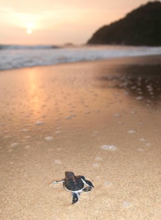 Green Turtle