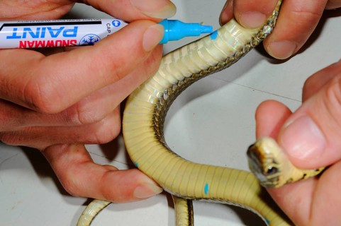 Western green whip snake