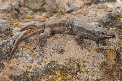 Small Canary Island Lizard