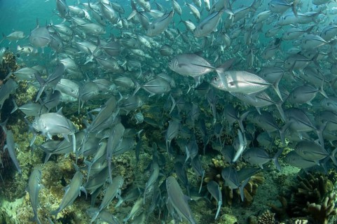 Bigeye trevally
