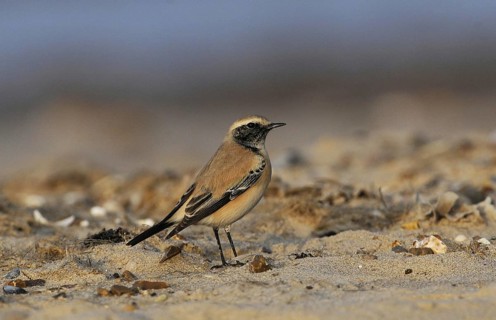 Desert Wheatear