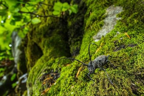 Longhorn Beetle