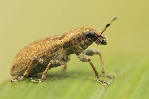 Weevil