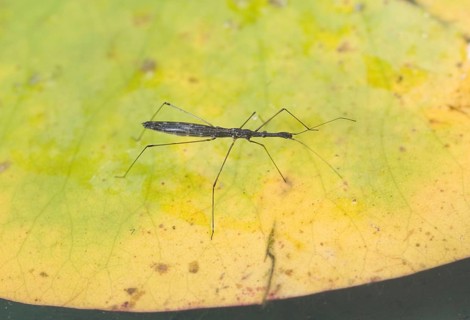 Common Pond Skater