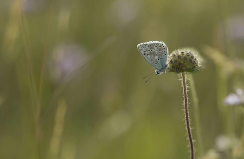 Chalkhill blue