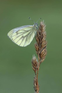 Green-veined White