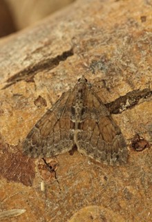 Grey Pine Carpet