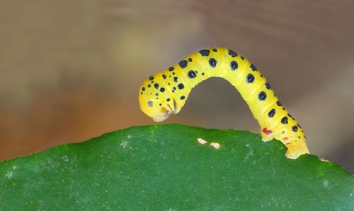 Four o'clock night butterfly caterpillar