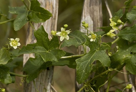 White Bryony