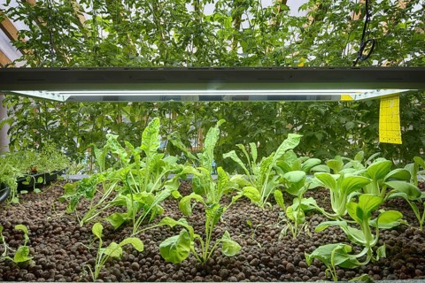 Rocket and pak choi grow in aquaponics unit