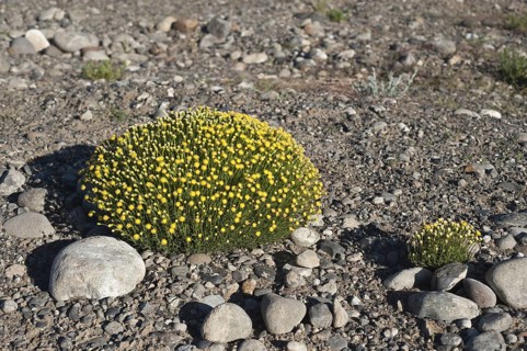 Senecio