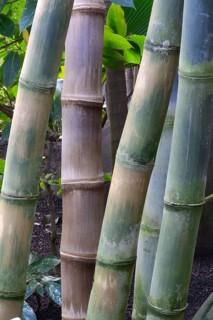 Giant bamboo