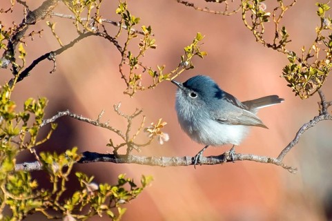 Blue Gnatcatcher