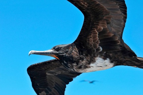 Magnificent Frigatebird