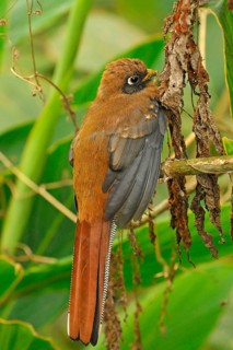 Masked Trogon