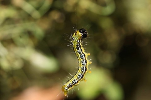 Box tree borer