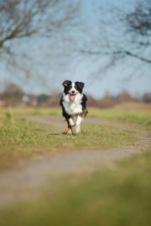 Australian Shepherd
