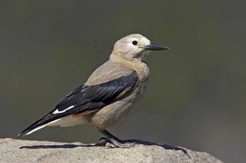 Clark's nutcracker