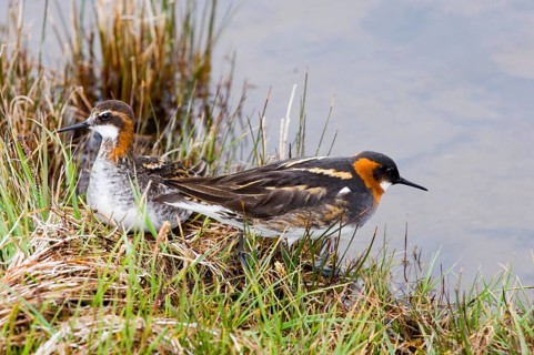 Red-necked phalarope