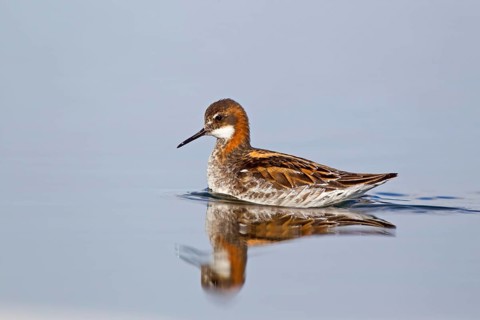 Red-necked Phalarope