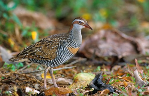Buff-banded rail