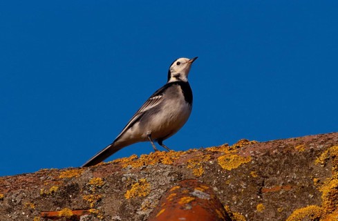 Pied Wagtail