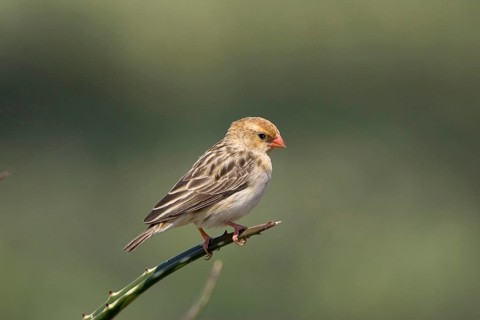 Straw-tailed Whydah