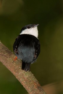 White-bearded Manakin