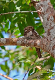 Blyth's frogmouth