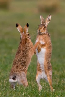 European Hare