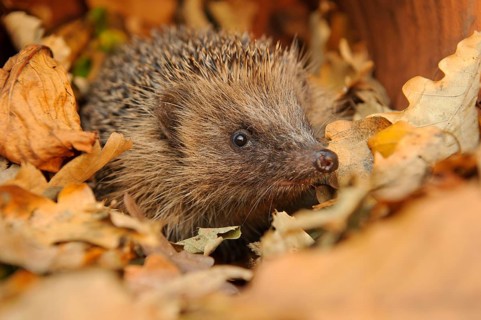 European Hedgehog