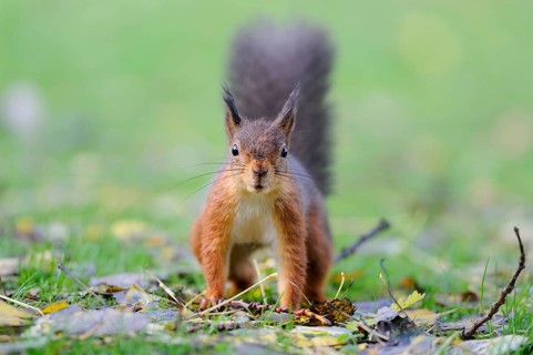 Eurasian red squirrel