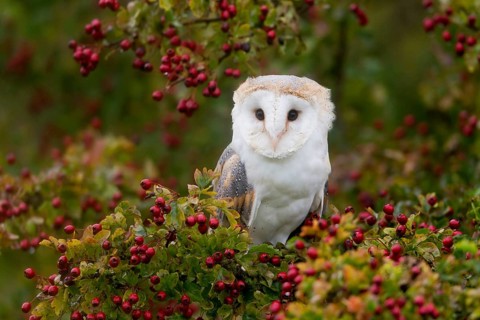 Common barn owl
